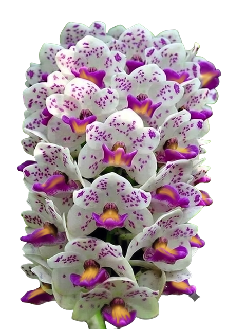 A cluster of waling-waling orchids